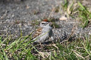 2025-04286647 Parker River  NWR, MA